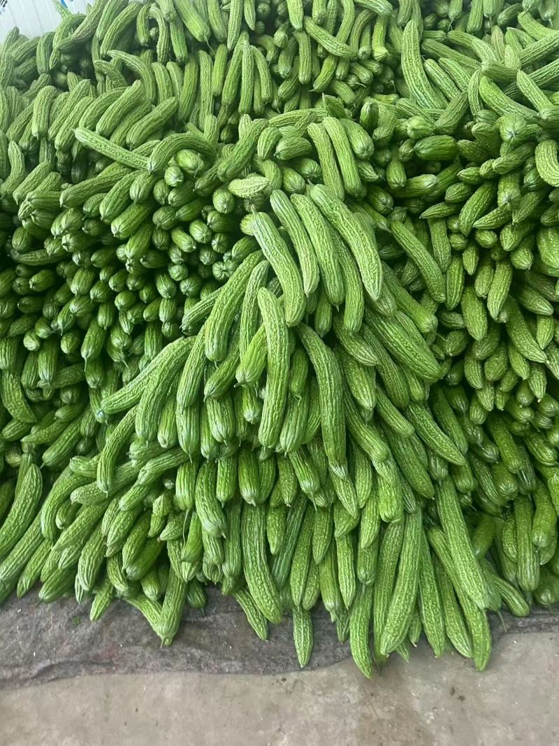 【实力推荐】苦瓜大量有货量大从优保质保量可对接商超市场