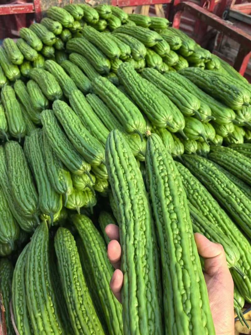 【实力推荐】苦瓜大量有货量大从优保质保量可对接商超市场