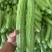 【实力推荐】苦瓜大量有货量大从优保质保量可对接商超市场
