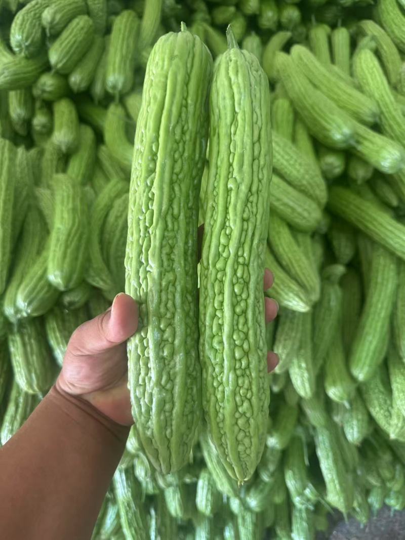【实力推荐】苦瓜大量有货量大从优保质保量可对接商超市场