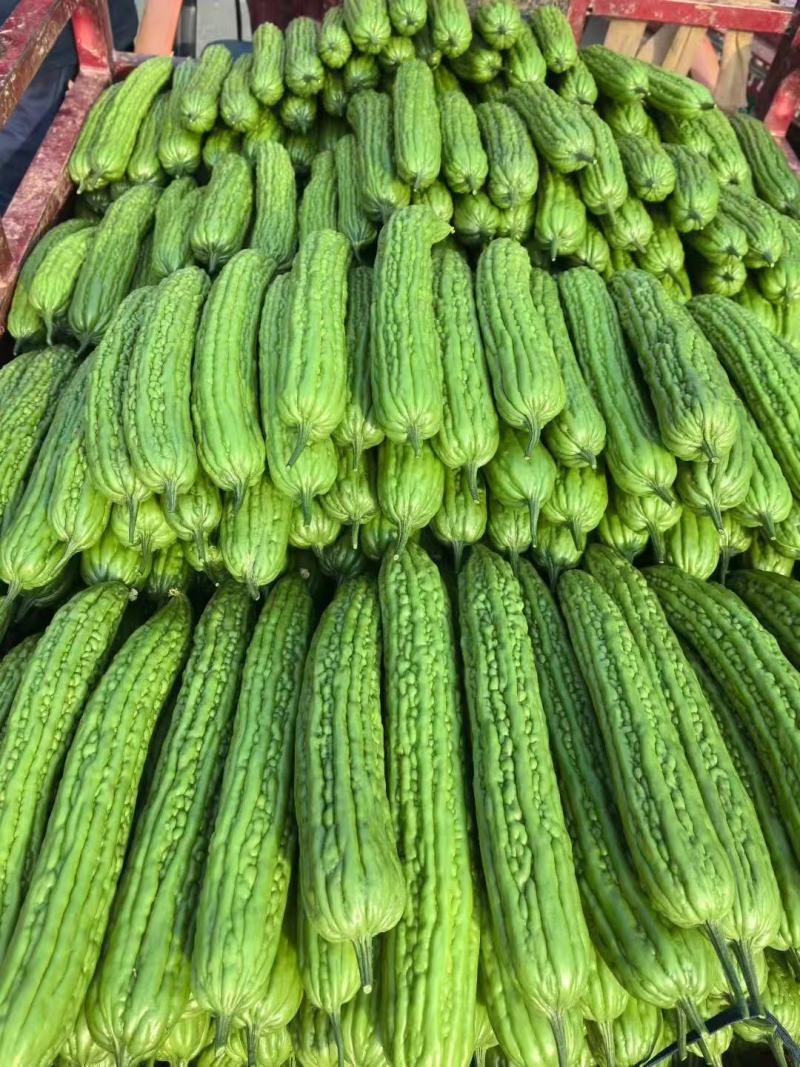 【实力推荐】苦瓜大量有货量大从优保质保量可对接商超市场