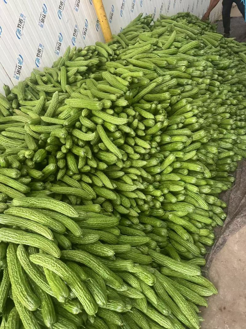 【实力推荐】苦瓜大量有货量大从优保质保量可对接商超市场