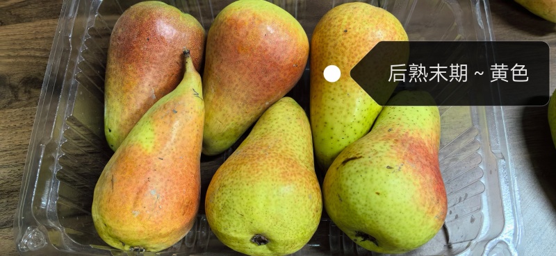 西洋梨