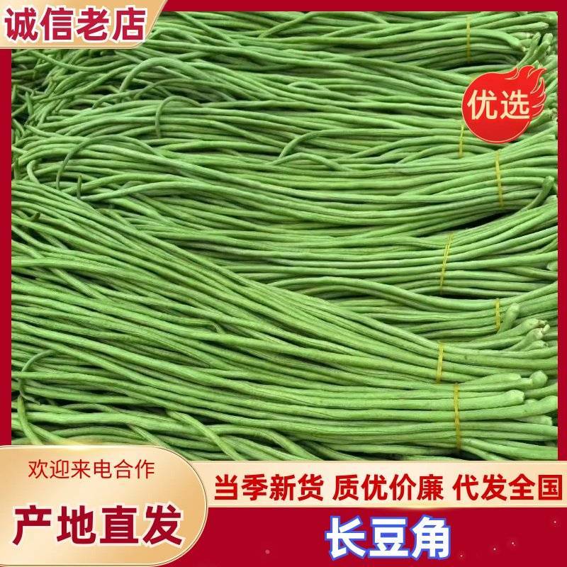 【实力推荐】长豆角大量上市保质保量量大从优欢迎咨询