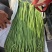 【实力推荐】长豆角大量上市保质保量量大从优欢迎咨询