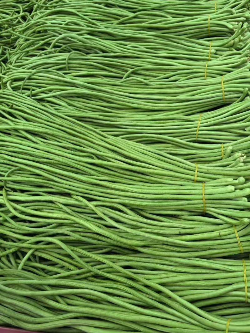 【实力推荐】长豆角大量上市保质保量量大从优欢迎咨询