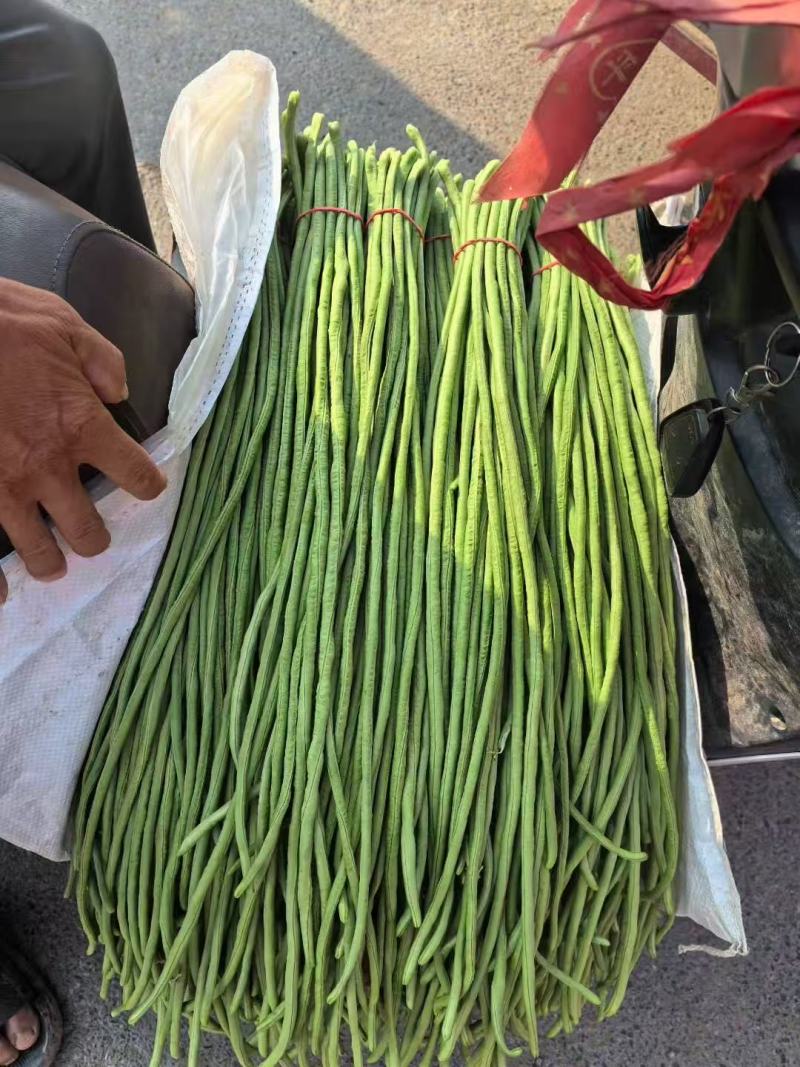 【实力推荐】长豆角大量上市保质保量量大从优欢迎咨询