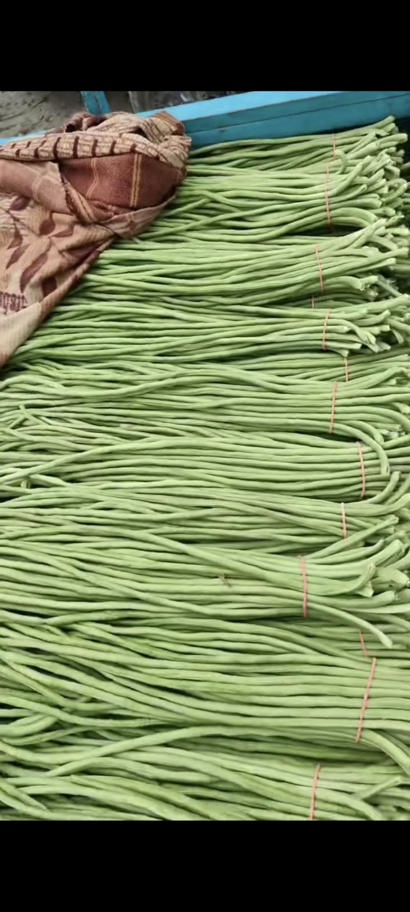 【实力推荐】长豆角大量上市保质保量量大从优欢迎咨询