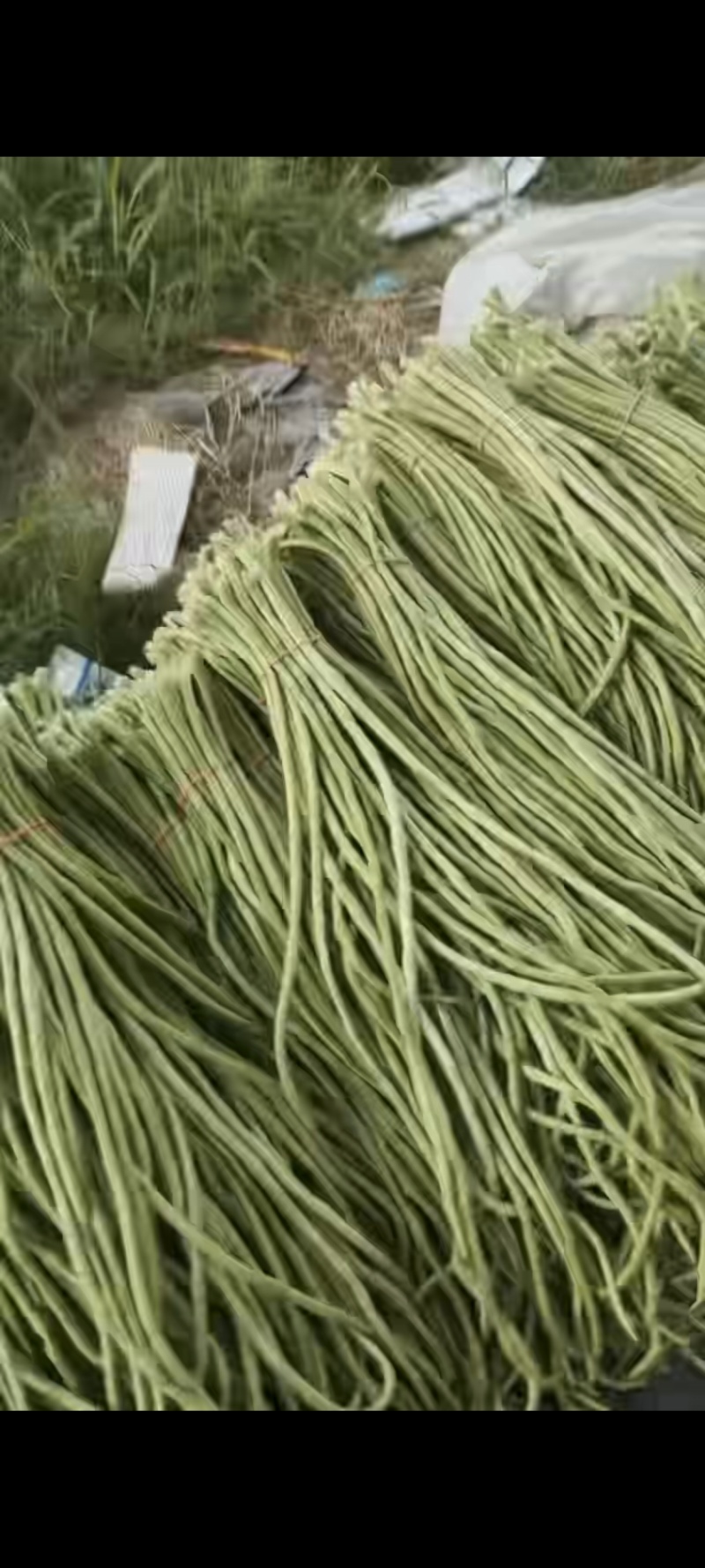 【实力推荐】长豆角大量上市保质保量量大从优欢迎咨询