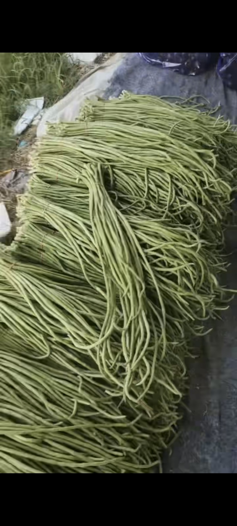 【实力推荐】长豆角大量上市保质保量量大从优欢迎咨询