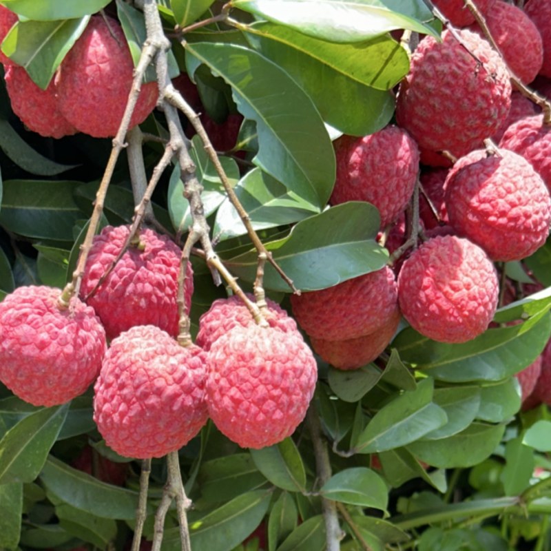 仙进奉荔枝
