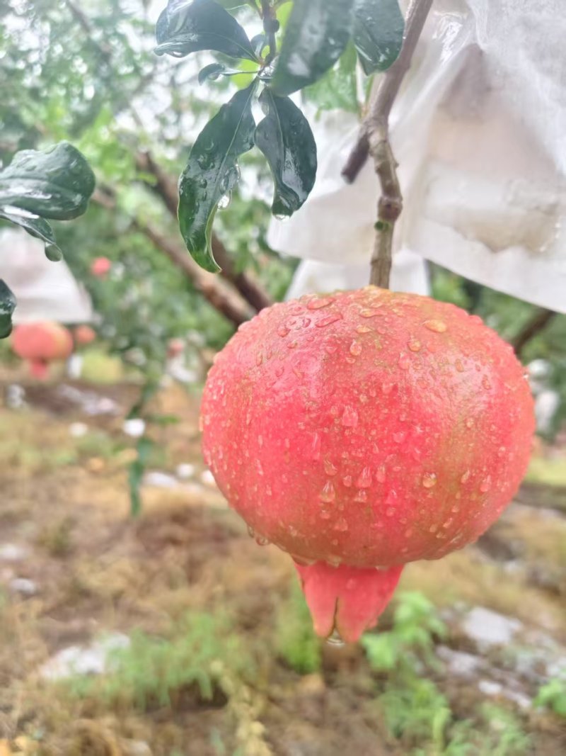 六月红石榴大量有货