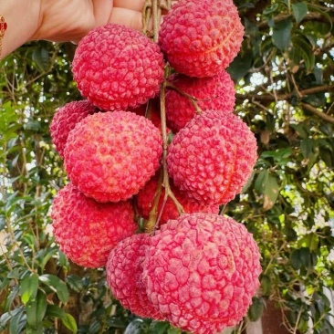 福建漳州荔枝蜜丁香一件代发顺丰空运包邮。