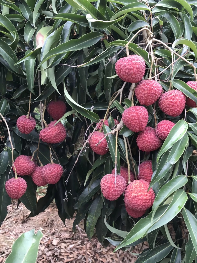 福建漳州荔枝蜜丁香一件代发顺丰空运包邮。