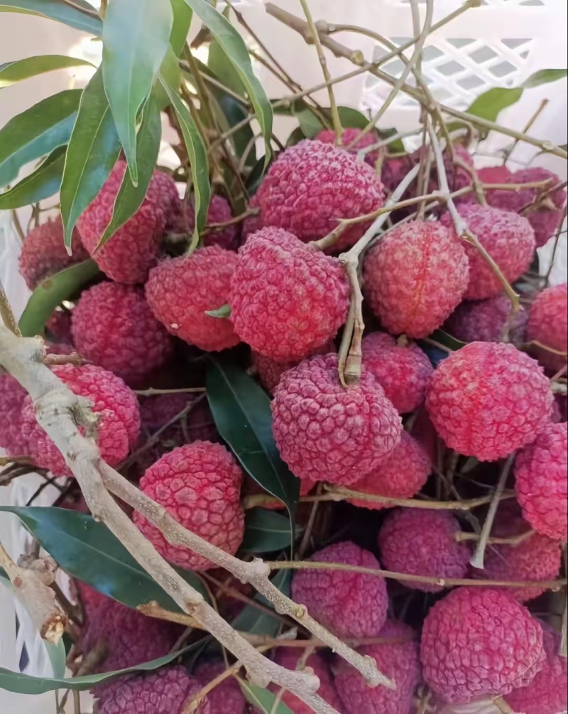 福建漳州荔枝蜜丁香一件代发顺丰空运包邮。