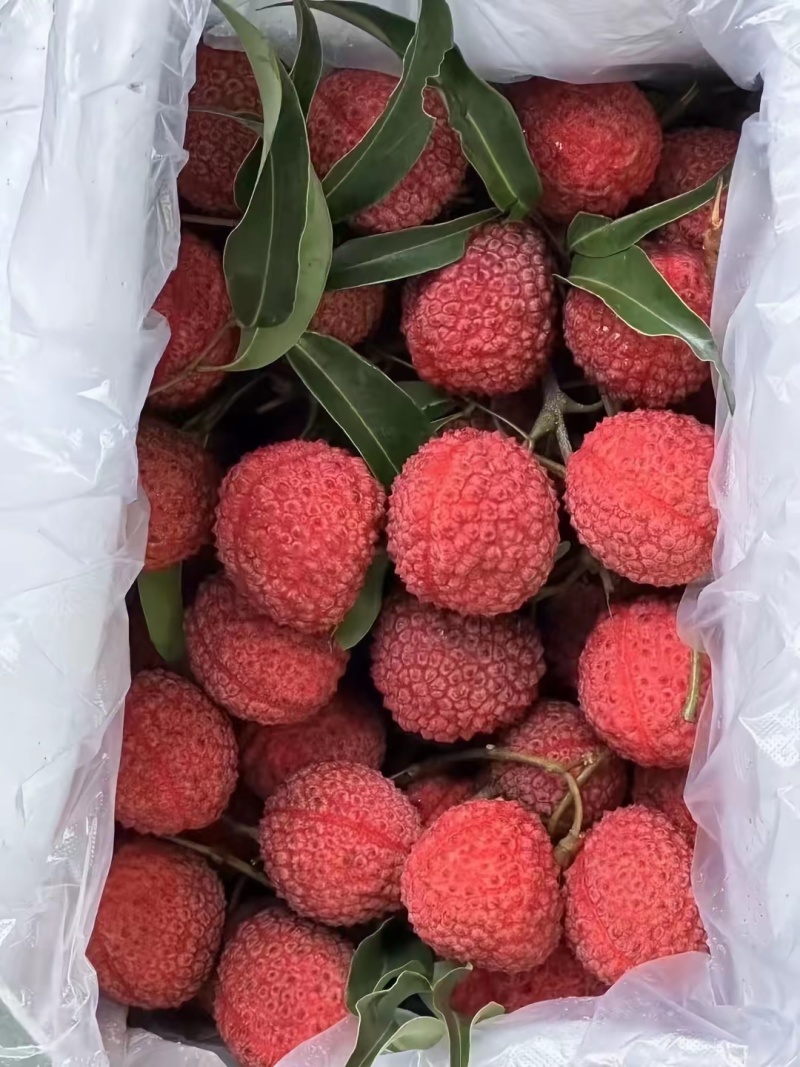 福建漳州荔枝蜜丁香一件代发顺丰空运包邮。