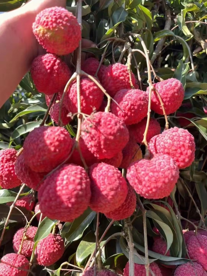 福建漳州荔枝蜜丁香一件代发顺丰空运包邮。