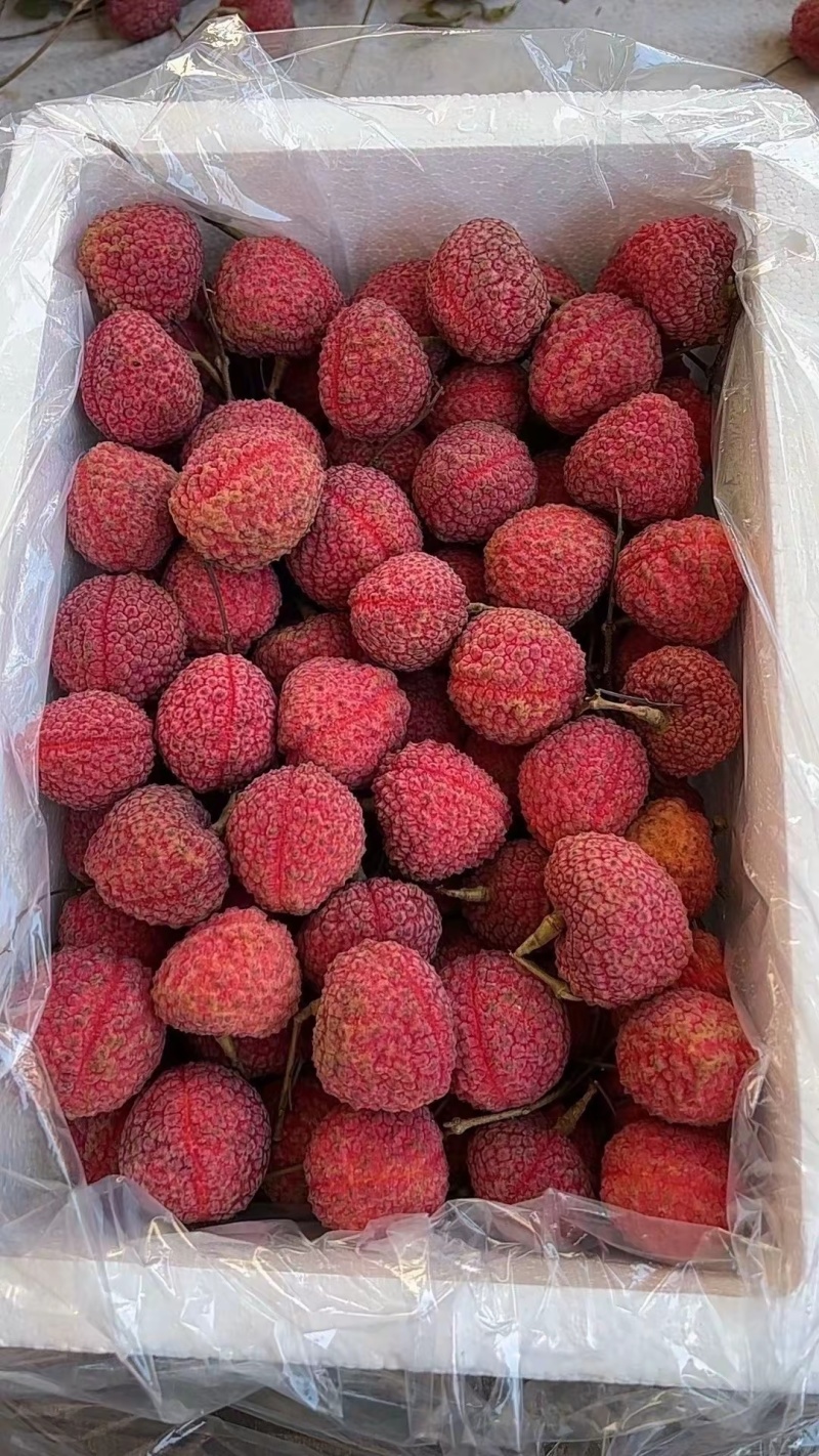 福建漳州荔枝蜜丁香一件代发顺丰空运包邮。