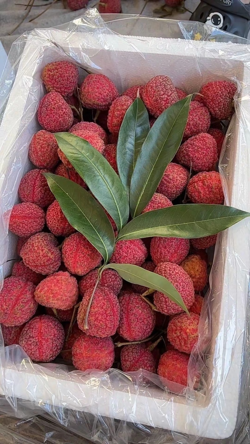 福建漳州荔枝蜜丁香一件代发顺丰空运包邮。