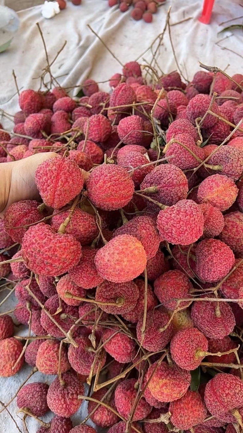 福建漳州荔枝蜜丁香一件代发顺丰空运包邮。