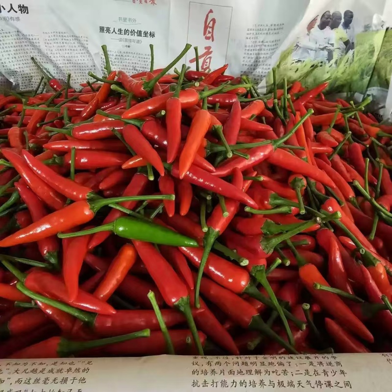 云南高原山地小米辣