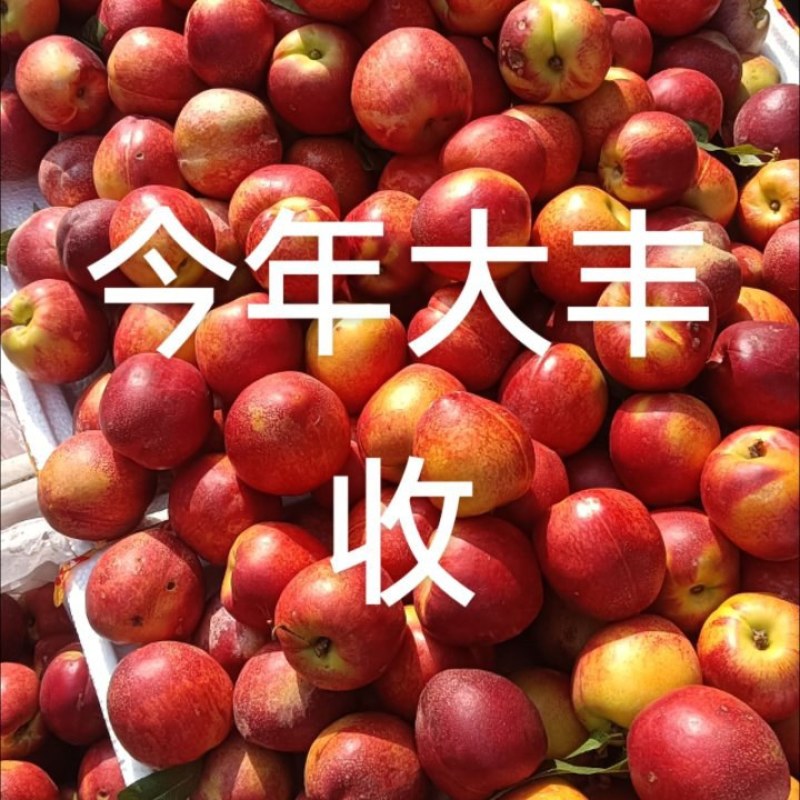 油桃