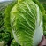 龙芽皇白菜种子桔红心白菜种子抗病特色优质白菜种子秋季白菜