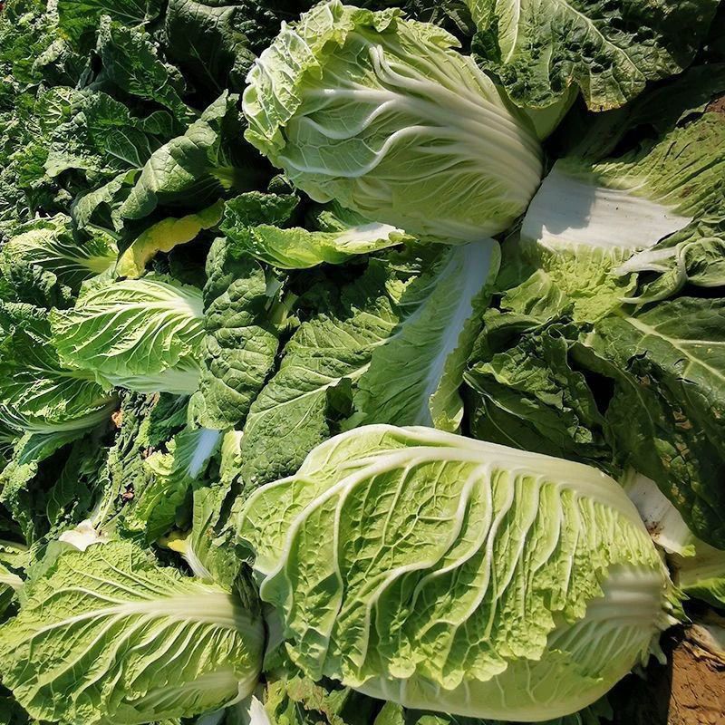 龙芽皇白菜种子桔红心白菜种子抗病特色优质白菜种子秋季白菜