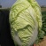 龙芽皇白菜种子桔红心白菜种子抗病特色优质白菜种子秋季白菜