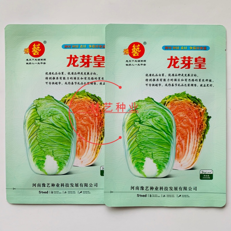 龙芽皇白菜种子桔红心白菜种子抗病特色优质白菜种子秋季白菜