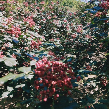 甘肃高山伏椒