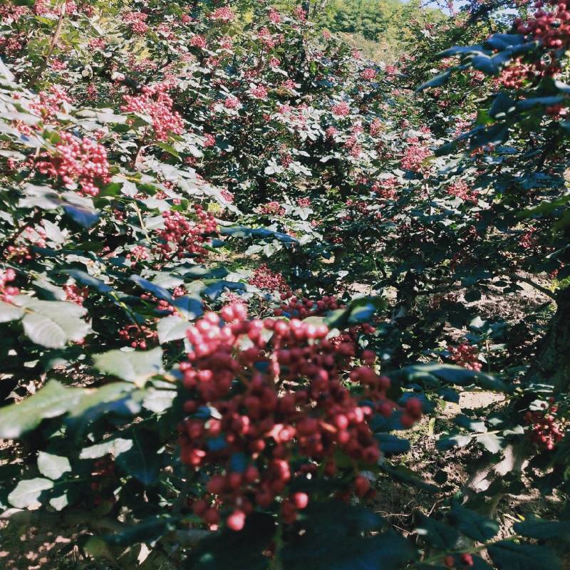 甘肃高山伏椒
