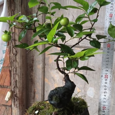 四川灌木嫁接金弹子盆景盆栽***********