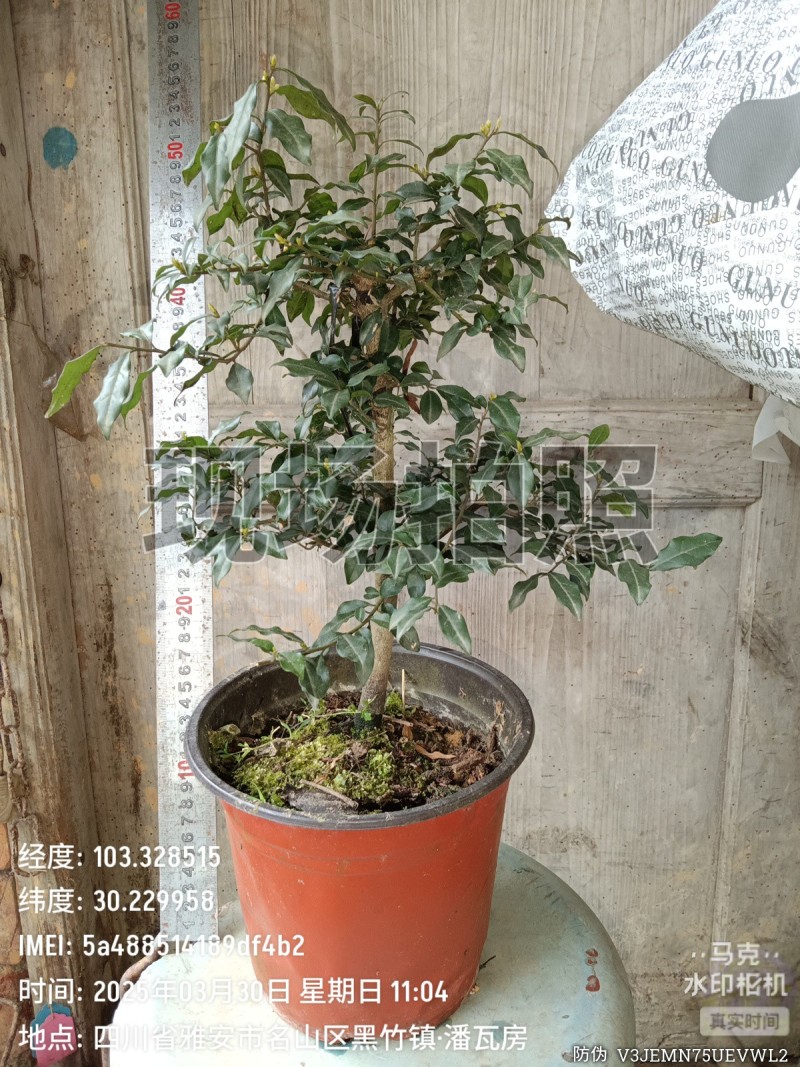 四川灌木嫁接金弹子盆景盆栽***********