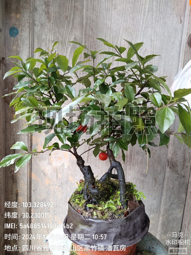 四川灌木嫁接金弹子盆景盆栽***********