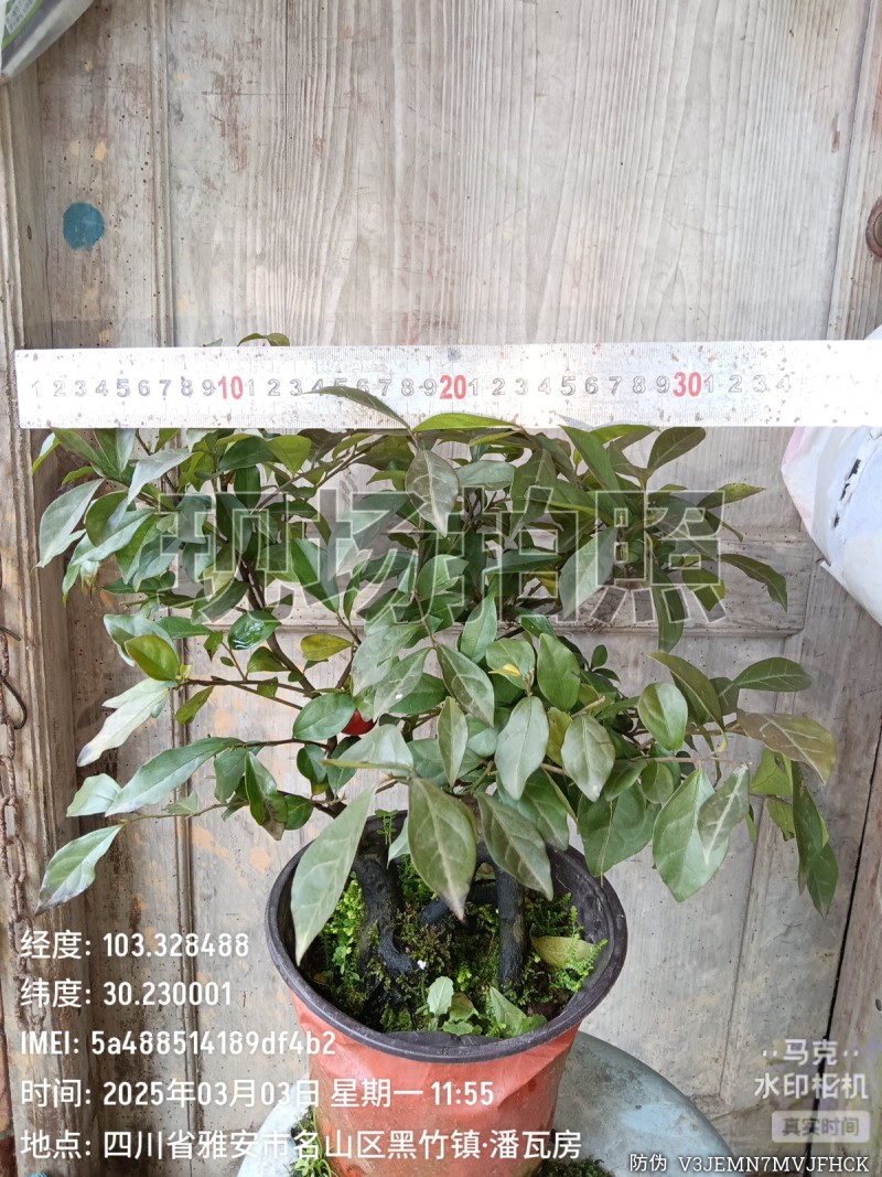 四川灌木嫁接金弹子盆景盆栽***********
