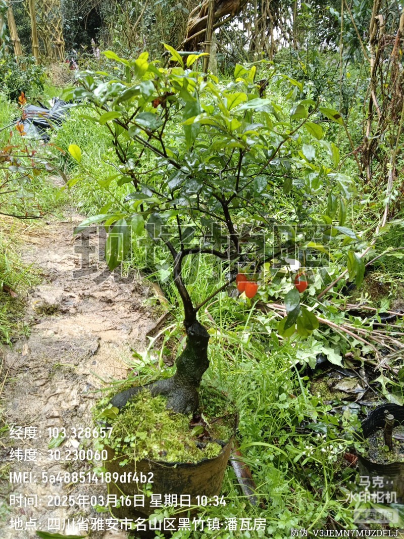 四川灌木嫁接金弹子盆景盆栽***********