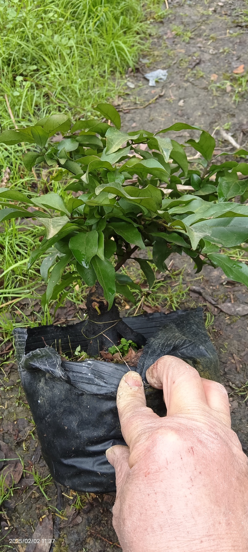 四川灌木嫁接金弹子盆景盆栽***********