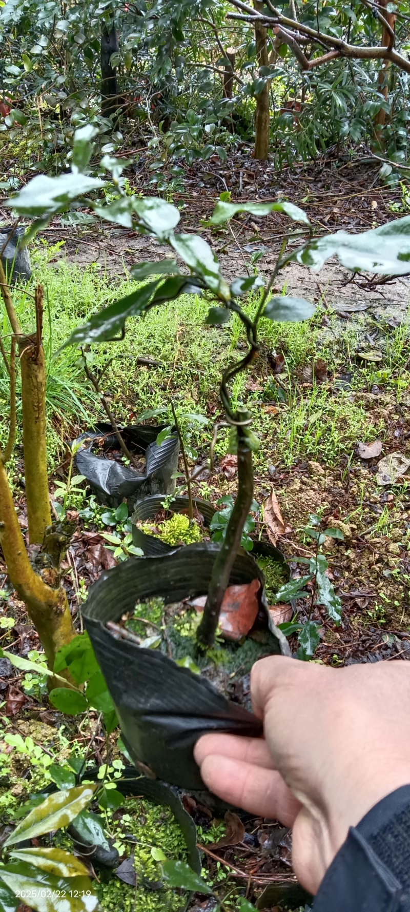 四川灌木嫁接金弹子盆景盆栽***********