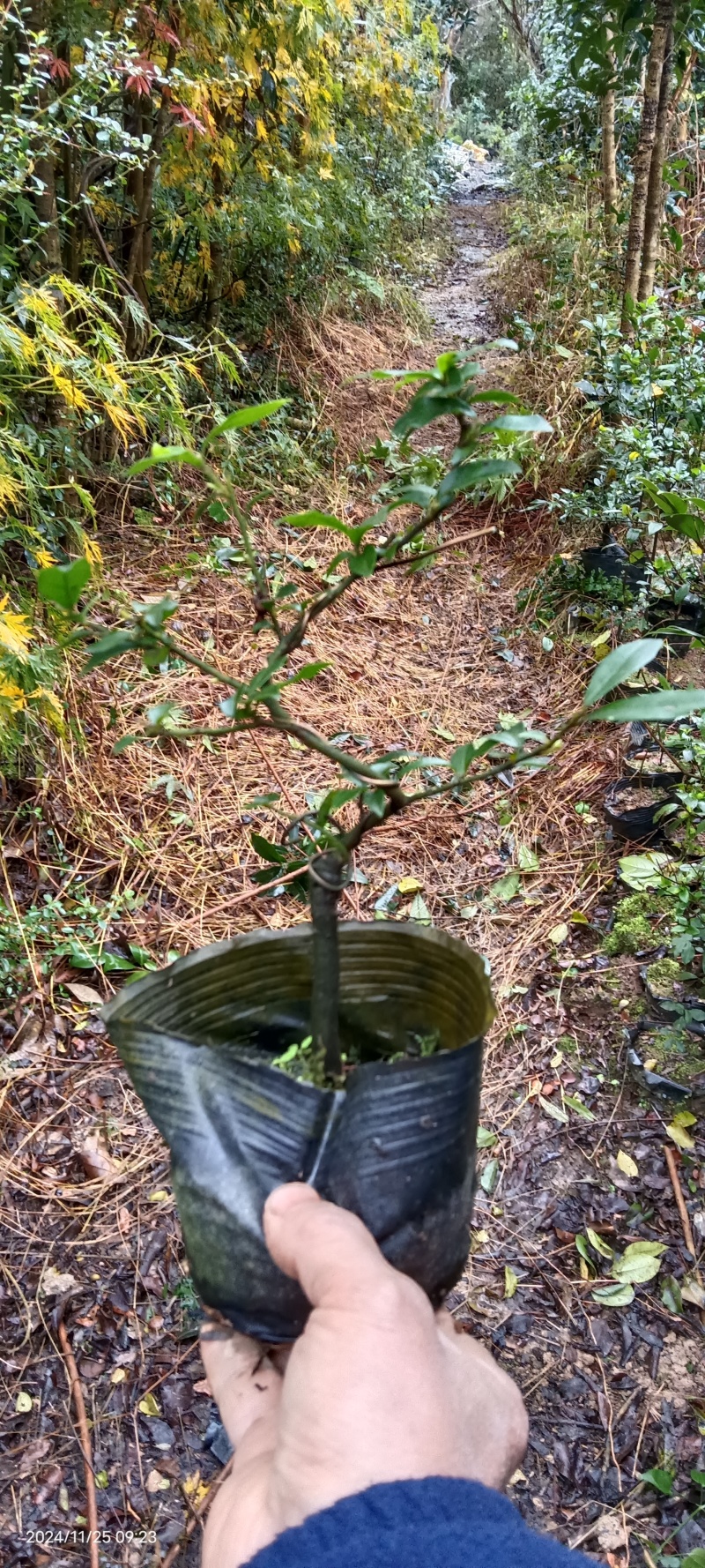 四川灌木嫁接金弹子盆景盆栽***********