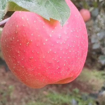 昭通红富士苹果