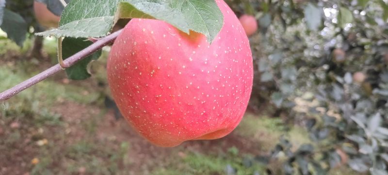 昭通红富士苹果