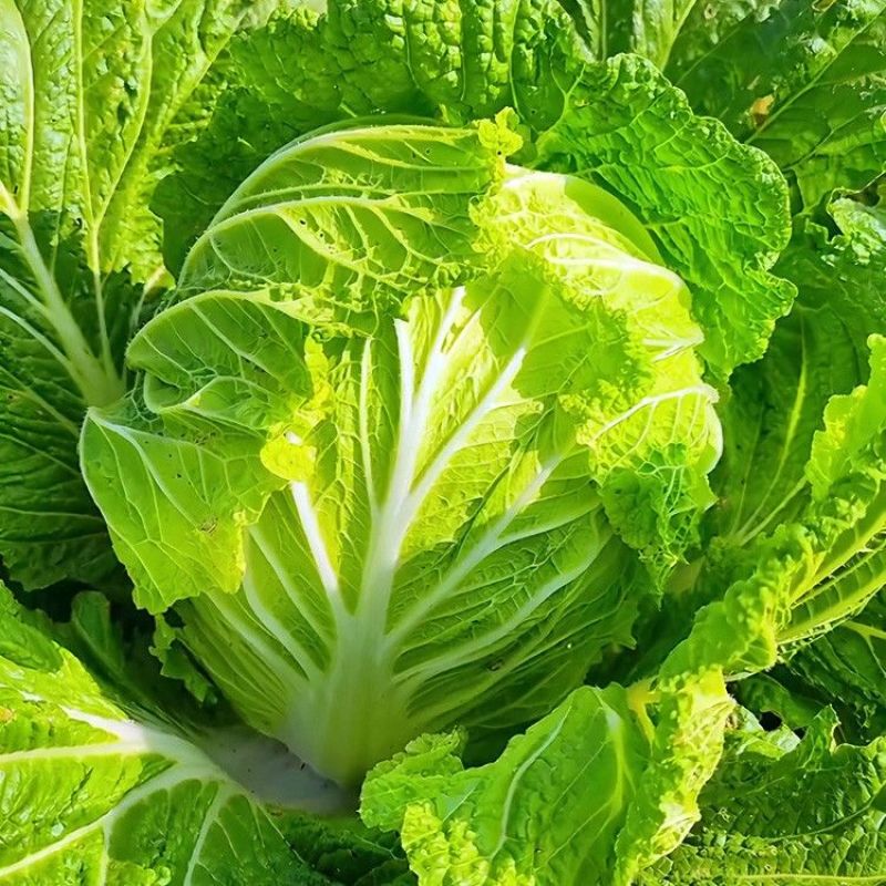 琴萌青研87114大白菜种子杂交种中晚熟大白菜种子