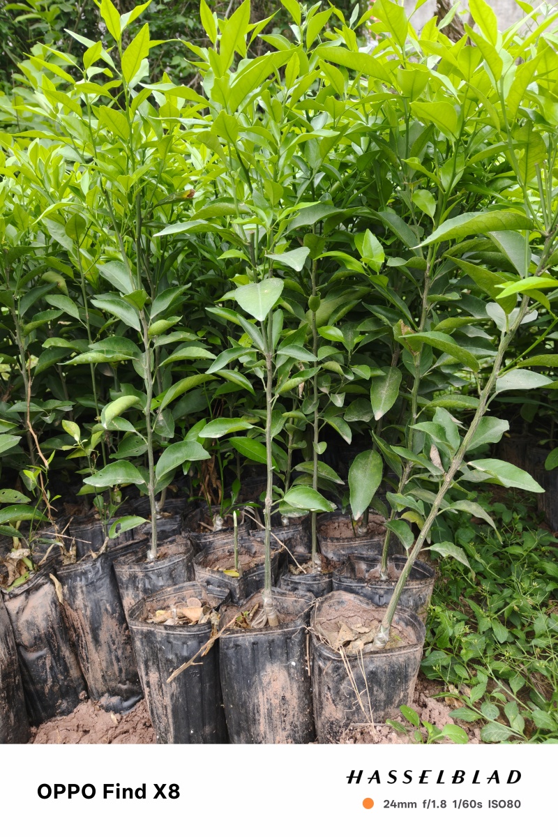 耙耙柑苗.耙耙柑树苗.柑橘苗.柑橘树苗