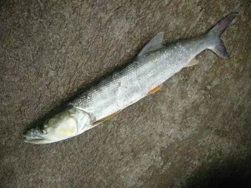 马口鱼