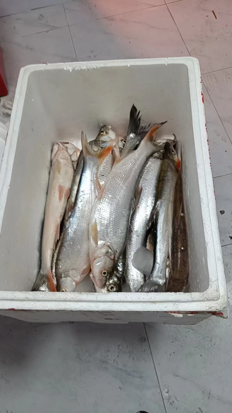 马口鱼