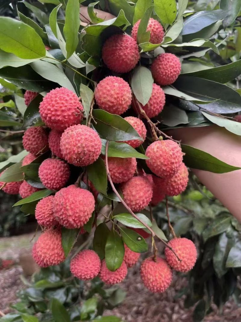 增城荔枝
