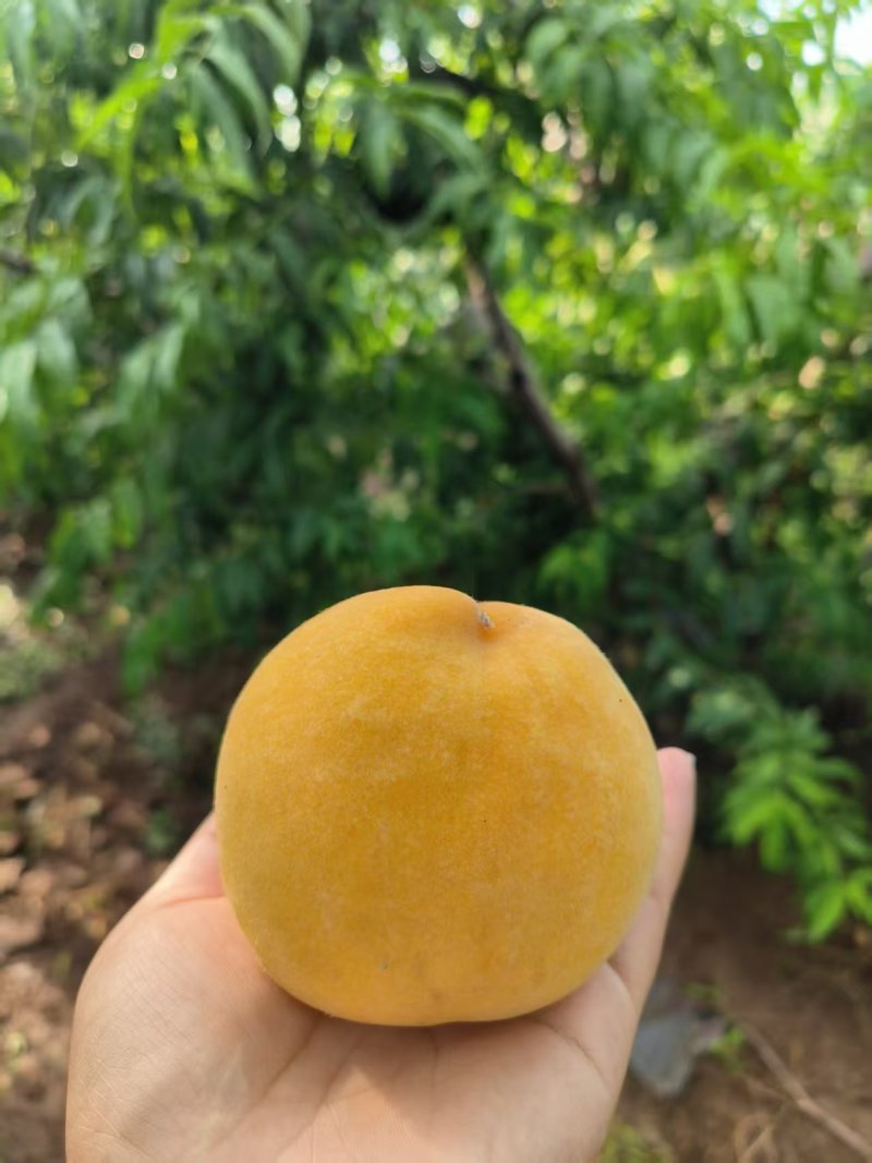 又脆又甜的黄玫瑰桃子！