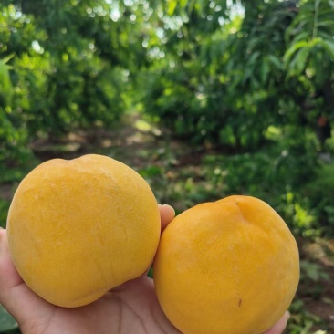 又脆又甜的黄玫瑰桃子！