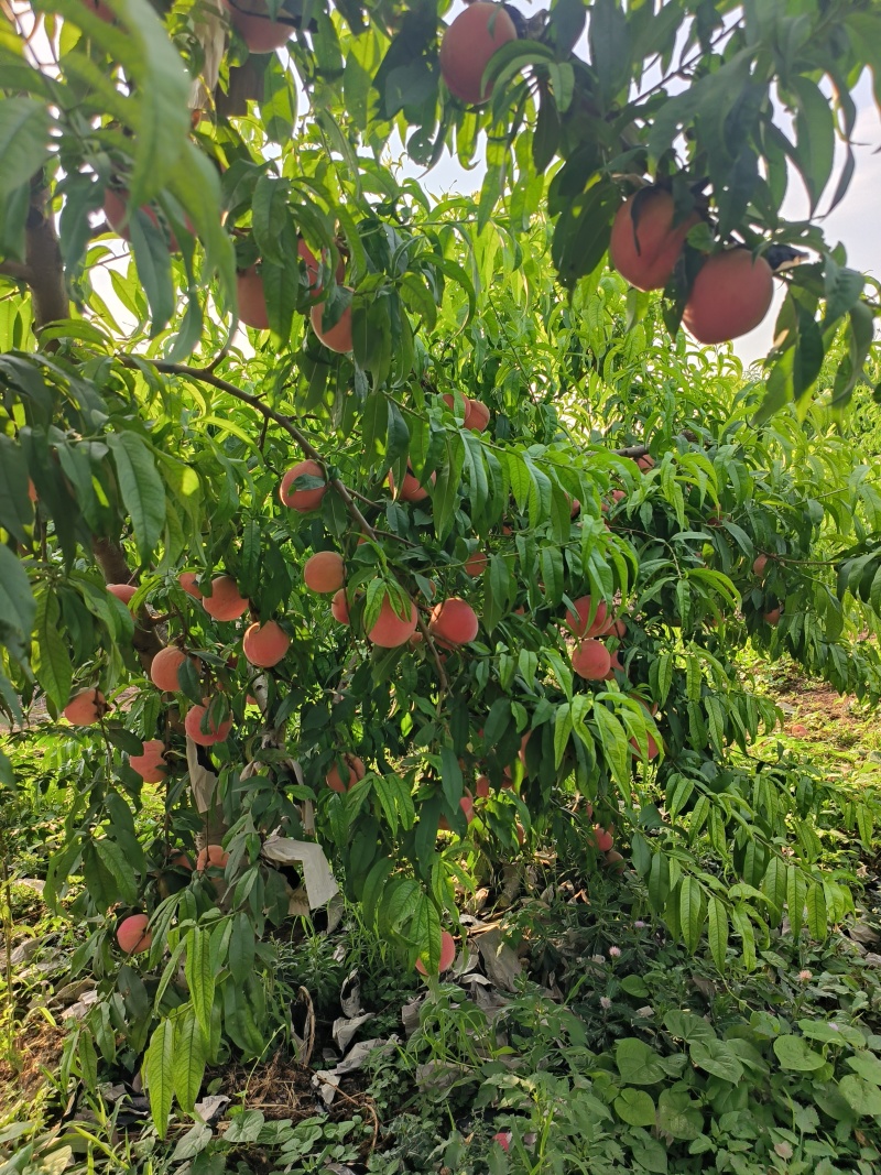 脆爽多汁的红毛桃